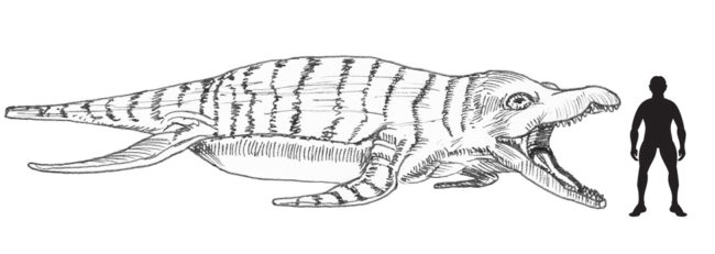 Pliosaurus scale drawing.