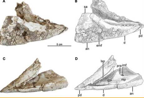 The mandible of Hualianceratops wucaiwanensis (IVPP V18641)