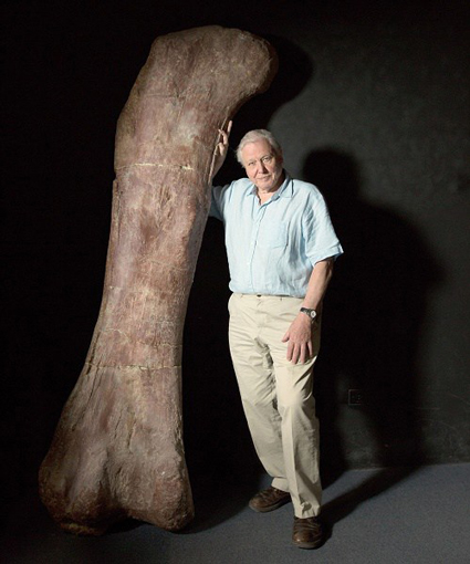 Huge dinosaur - huge thigh bone.
