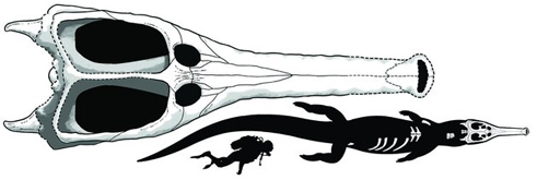 A scale drawing showing known fossil material and close up of the skull (dorsal view).