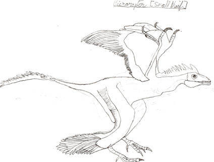 A drawing of Microraptor