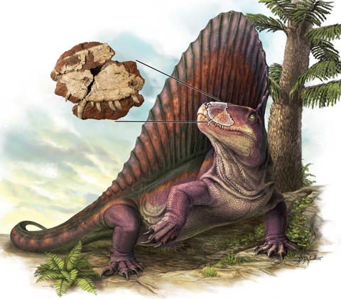 An illustration of Dimetrodon borealis, the insert shows the location of the fossil on the animal.