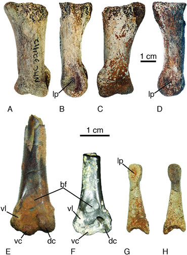 Gastornis toe bone (above)