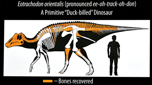 The orange shaded area indicate fossils found.