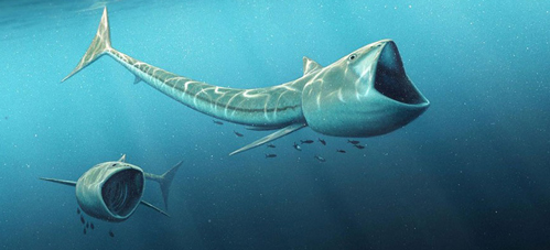 Large filter-feeding fish of the Cretaceous.