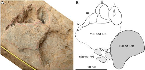 Photograph (A) and line drawing (B) of best preserved Sauropod print in association with Sauropod manus and a print from an indeterminate Ornithopod.