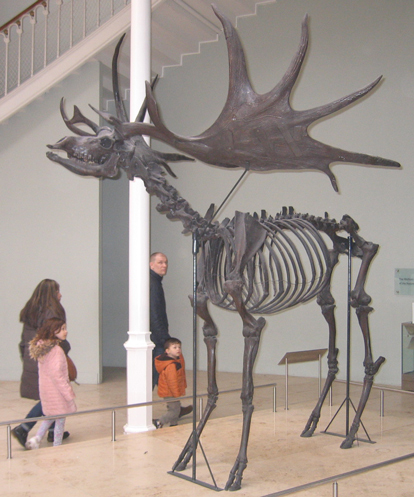 A giant Irish Elk on display.