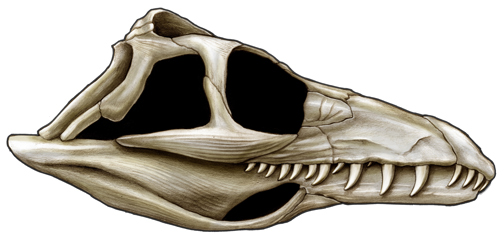 Teyujagua skull drawing (right lateral view).
