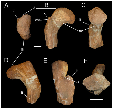 Various view of a abelisaurid dinosaur femur from Morocco.