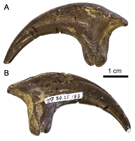The killing toe claw of the "raptor"Boreonykus.   Scale bar = 1 centimetre.