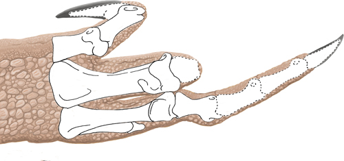 The damaged hand of the Dilophosaurus holotype.