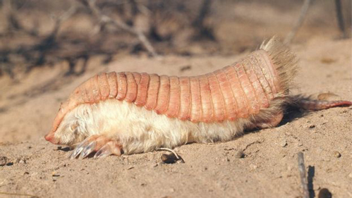Study suggests the Dwarf Pink Fairy Armadillo is closely related to the giant Doedicurus.