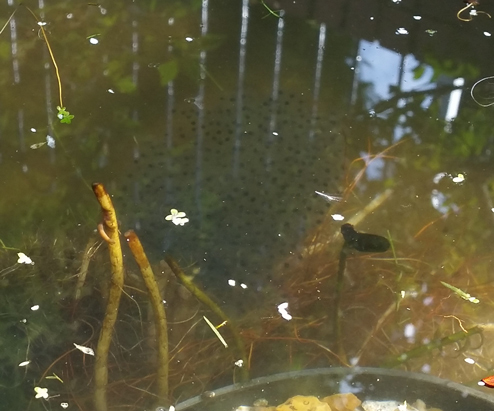 Frog spawn in the office pond (spring 2016).