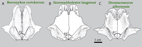The angle of the frontals bone in relation to the asupratemporal ridges led to a new dinosaur.
