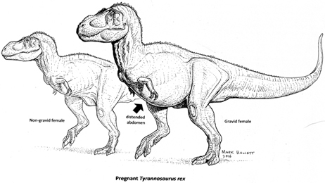 An illustration of a gravid T. rex.  Medullary bone chemical analysis provides new data on egg laying evolution.