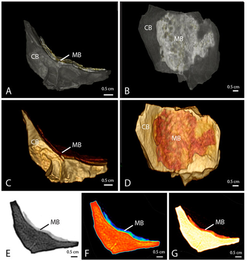 Medullary bone identified in Tyrannosaurus rex femur.