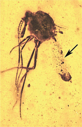 One hundred million-year-old Protoculicoides biting midge containing numerous oocysts (arrow) of the malarial parasite Paleohaemoproteus burmacis in Myanmar amber.