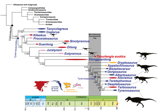 Timurlengia placed into context with other tyrannosaurids.