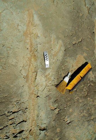 The tail drag made by an ancient crocodile preserved in the Red Ruby mudstones of the Cedar Mountain Formation (Utah).