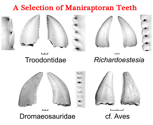 Maniraptora tooth morphology.