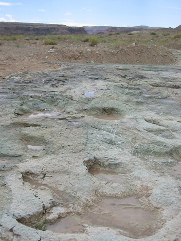 Trace fossils (dinosaur footprints) preserved at Moab (Utah).