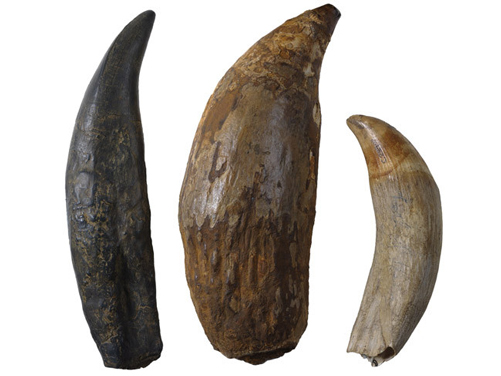 The fossil whale tooth (centre) compared to a T. rex tooth (left) and an extant Sperm Whale tooth (right).