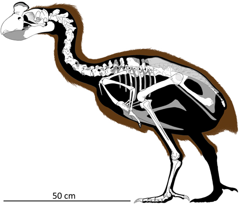 Scale bar = 50 cm, a skeletal reconstruction of the giant, flightless bird from New Caledonia Sylviornis.
