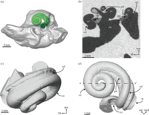 CT scan shows sophisticated cochlea of Oligocene fossil whale.