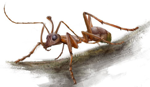 A drawing of the Cretaceous ant  Ceratomyrmex.