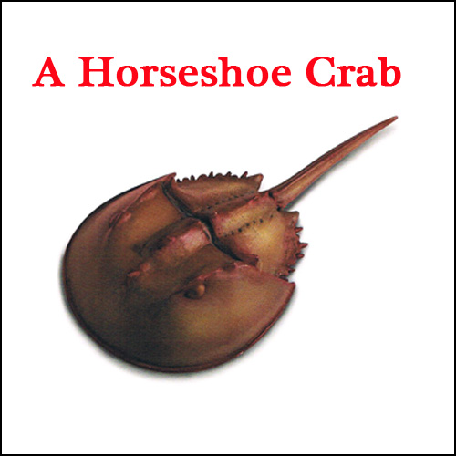 An illustration of a Horseshoe Crab (a living fossil).