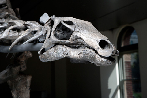 A skull of a Stegosaurus.