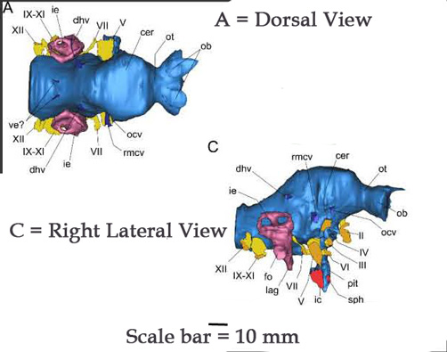 Endocranial study of Pawpawsaurus.