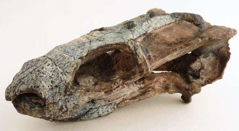 Rastodon fossil skull from Brazil.