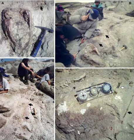 Sarmientosaurus fossils at the dig site.