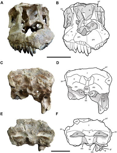 Views of the prepared skull of Sarmientosaurus (scale bar = 10cm).