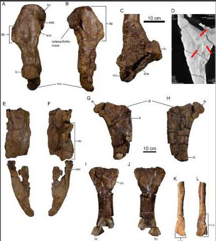 Limb bones and ilium of Spiclypeus shipporum.  The infected end of the humerus can be seen (d).