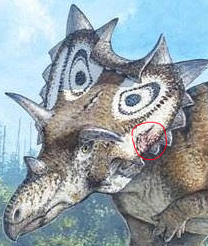 The ringed area in the picture shows the wound on the head of Spiclypeus.