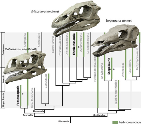 The bite force of Stegosaurus analysed
