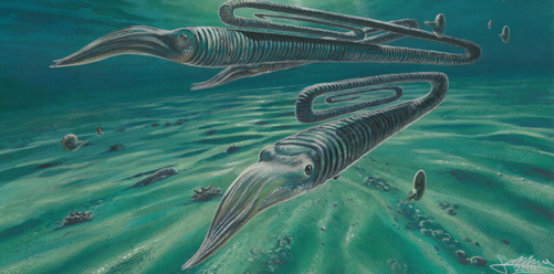 Diplomoceras (ammonite) illustration.