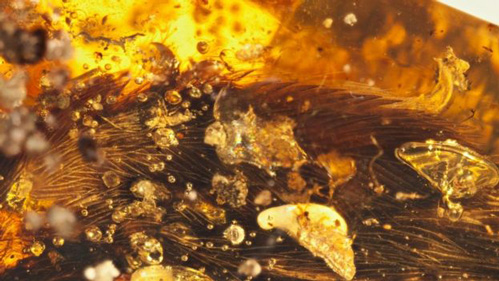 Preserved in amber, the remains of a bird's wing.