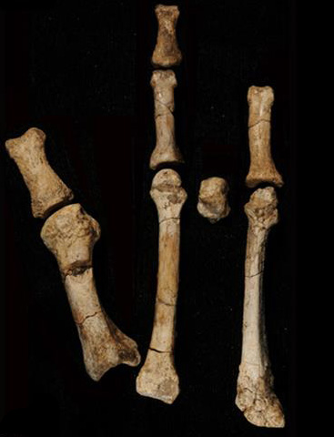 The Burtele Foot Fossil (Afar Region of Ethiopia)