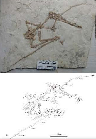 Gladocephaloideus fossil and line drawing.