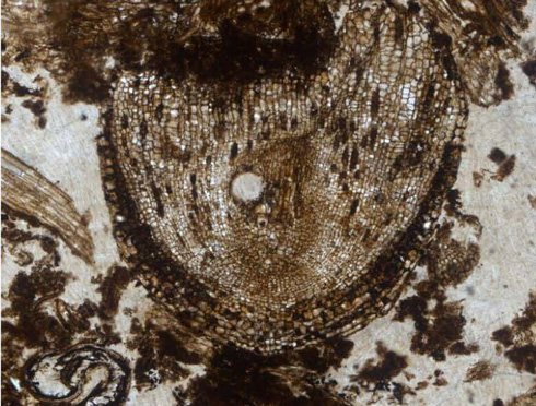 The holotype fossil of Radix caronica (growing root).