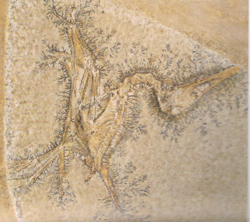 A Pterodactylus specimen from Solnhofen (Germany)