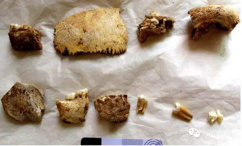 H. erectus fossils from China.