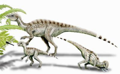 Heterodontosaurus illustrated.