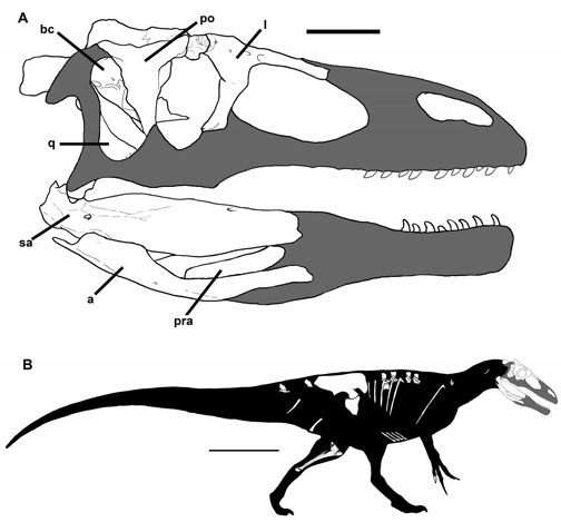 Murusraptor a South American dinosaur.