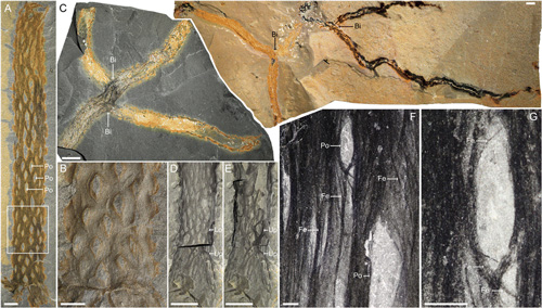 Fossils of the tube-like structures associated wit Oesia.