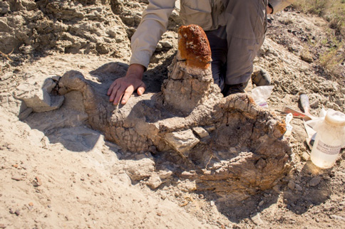 Ceratopsian dinosaur skull partially excavated.