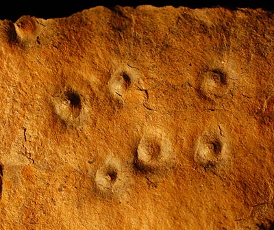 Conichnus trace fossils (Namibia).